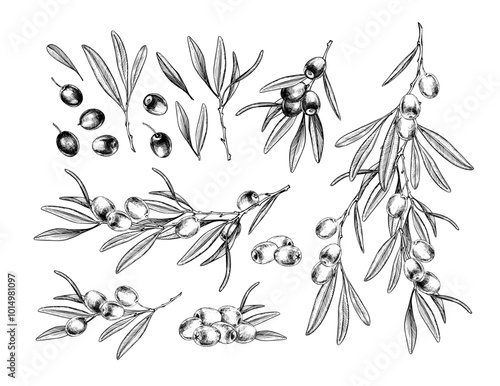 Olive branch with berries set of hand drawn illustrations. Botanical Engraving for oil, vintage elements for design. Vector.