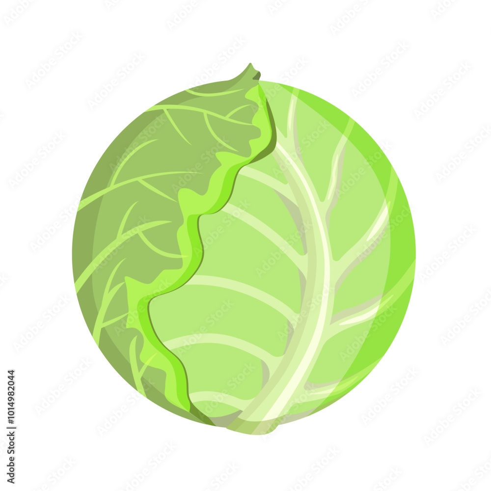 White cabbage, a whole kachan.Vector illustration of a vegetable.