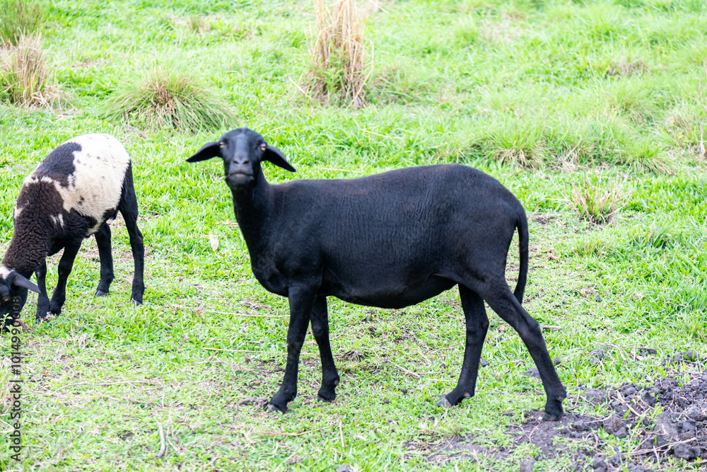 Black sheep of the family grazing grass Black sheep of the family grazing grass