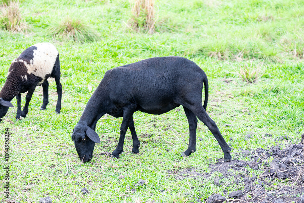 Black sheep of the family grazing grass Black sheep of the family grazing grass