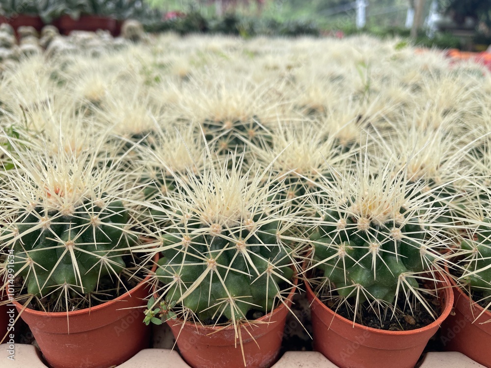 group of small cactus desert planter with yellow spikes group of small cactus desert planter with yellow spikes