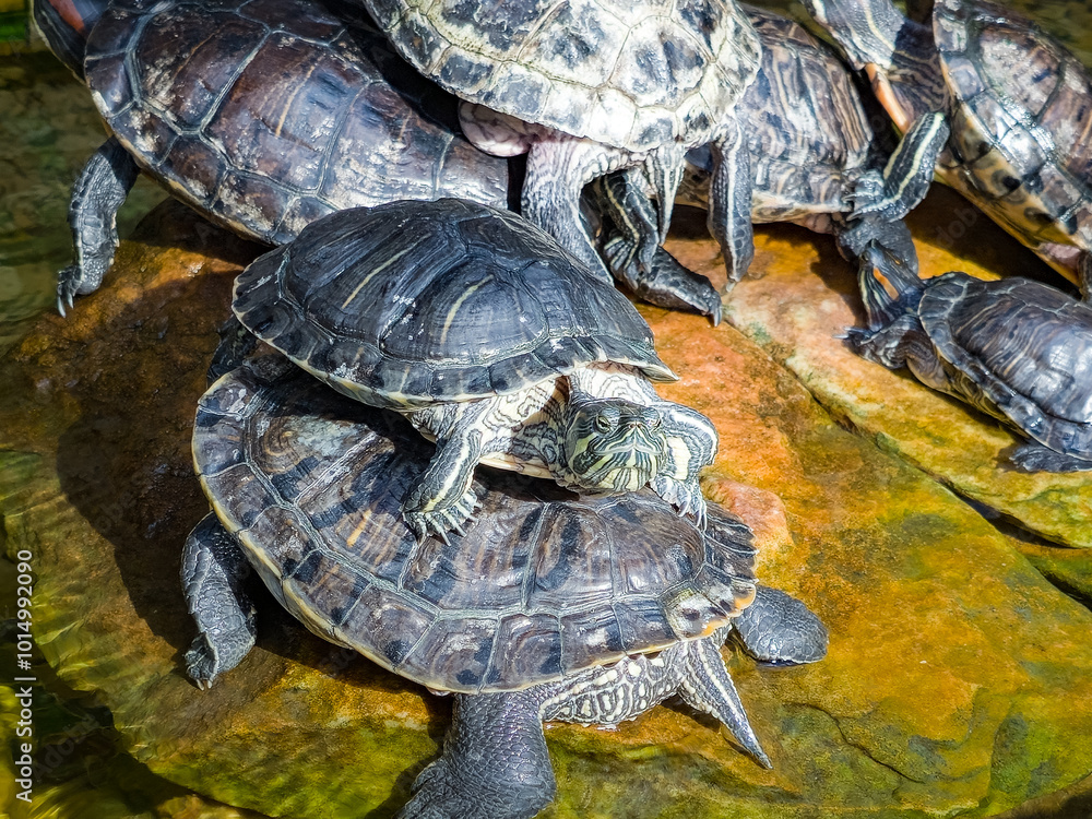 group red ear slider turtles.