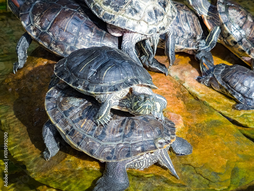 Obraz na płótnie group red ear slider turtles. w salonie