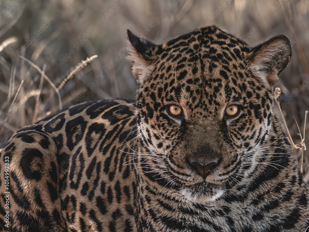 Obraz premium Paguar (Panthera onca) portrait facing