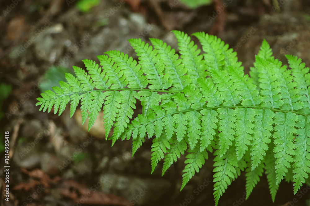 Fern leaves close up. Green fern leaves in the forest Fern leaves close up. Green fern leaves in the forest