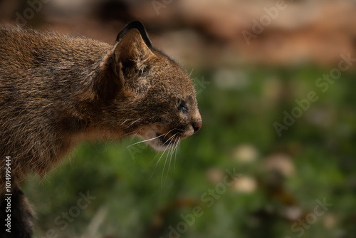 Small wild cat, Pampas cat (Leopardus colocola) 