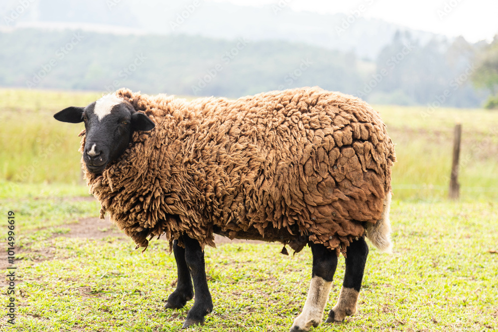 Isolated sheep grazing grass in selective focus and blurred background Isolated sheep grazing grass in selective focus and blurred background