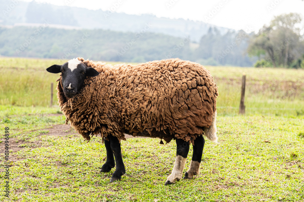 Isolated sheep grazing grass in selective focus and blurred background Isolated sheep grazing grass in selective focus and blurred background