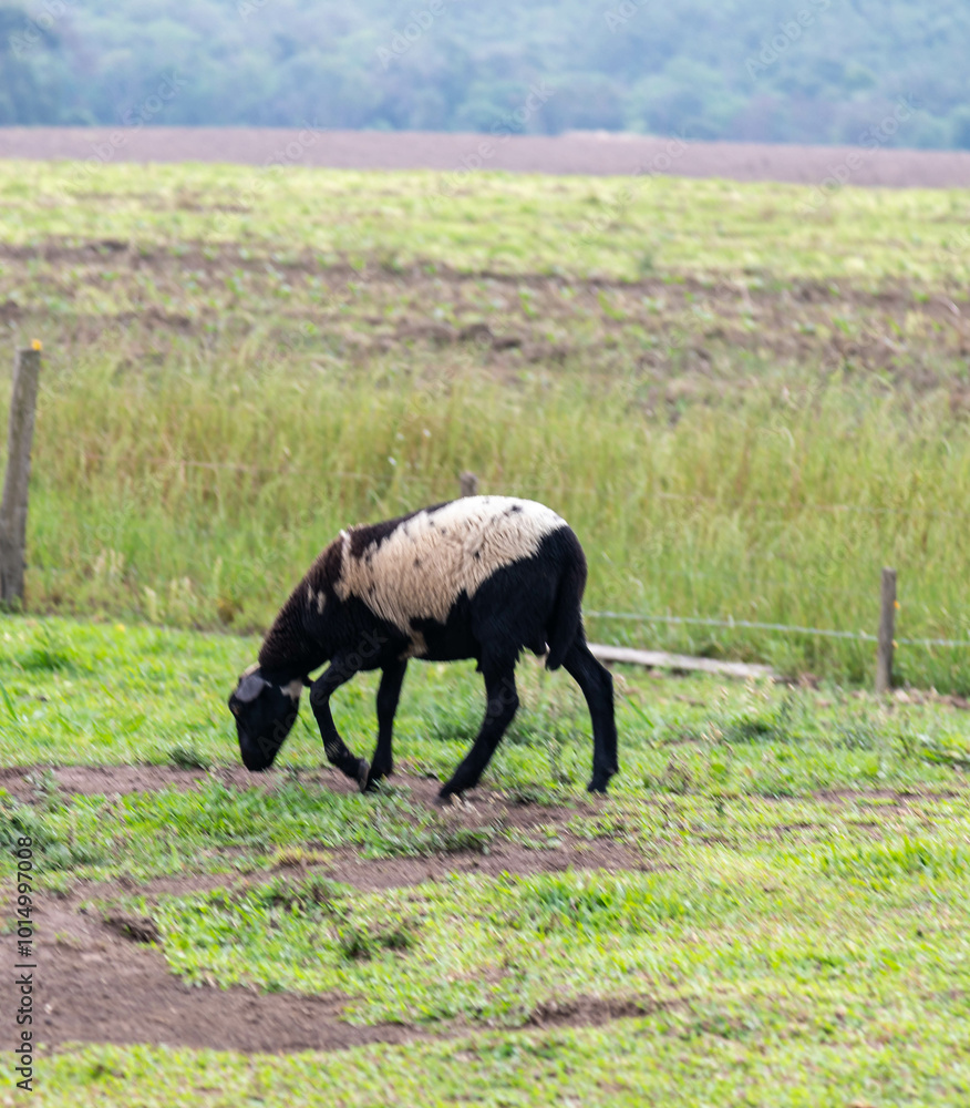 Obraz premium Isolated sheep grazing grass in selective focus and blurred background