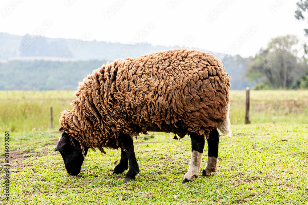 Isolated sheep grazing grass in selective focus and blurred background Isolated sheep grazing grass in selective focus and blurred background