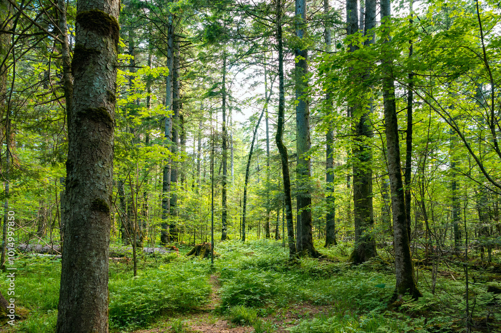 The lush and pristine forest scenery The lush and pristine forest scenery