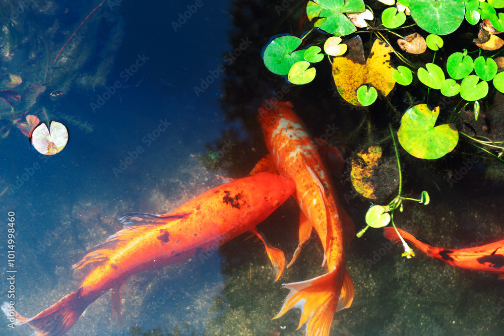 Koi fish swimming in a pond with water lily. Orange fish swim gracefully in a serene pond surrounded by lush aquatic plants