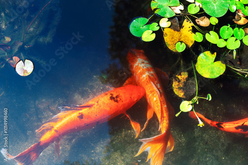 Obraz na płótnie Koi fish swimming in a pond with water lily. Orange fish swim gracefully in a serene pond surrounded by lush aquatic plants w salonie