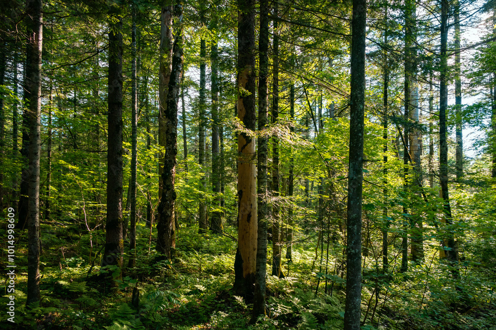 Obraz premium The lush and pristine forest scenery