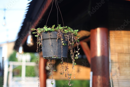 appears to be hanging in a Callisia Repens flower pot. Small green juicy petals photo