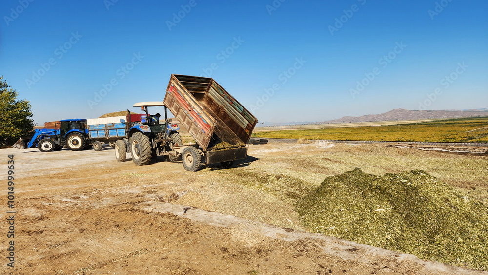 A tractor and trailer unloading crunched corn leaves to make corn ...