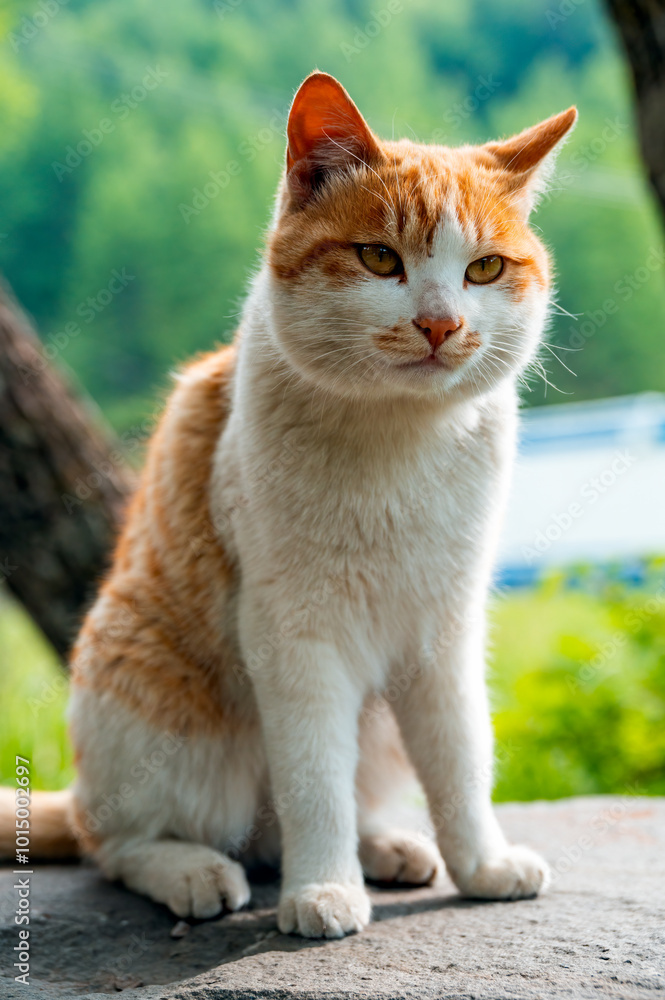 Close up of a cute orange white cat outdoors. Close up of a cute orange white cat outdoors.