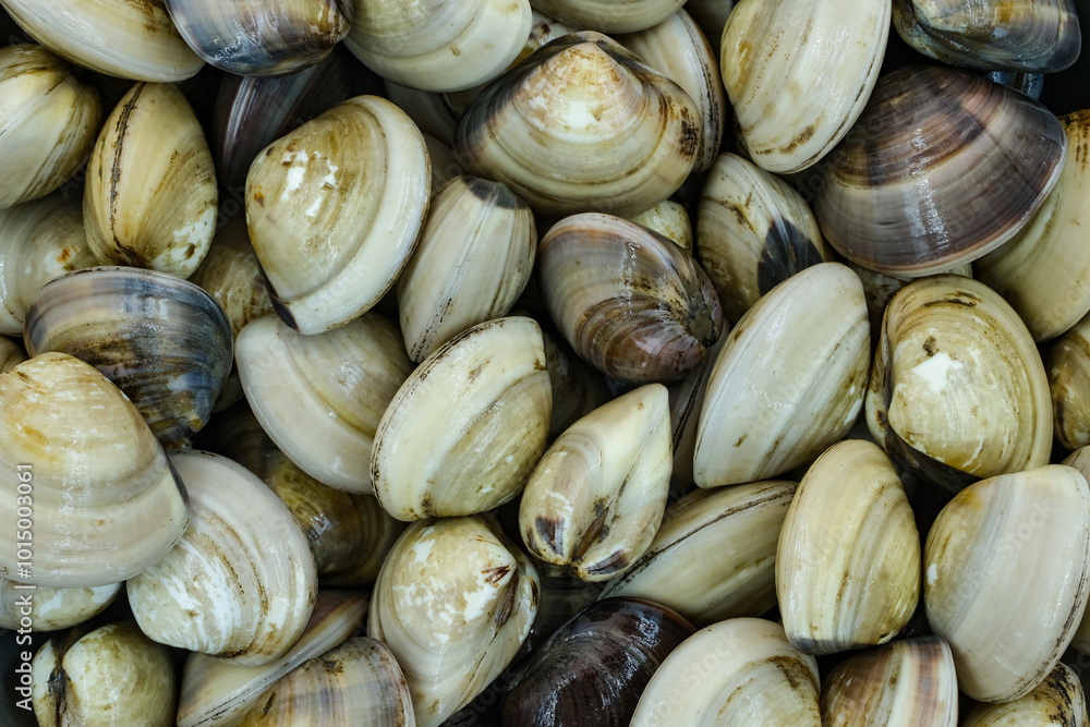 Fresh clams for seafood background Fresh clams for seafood background