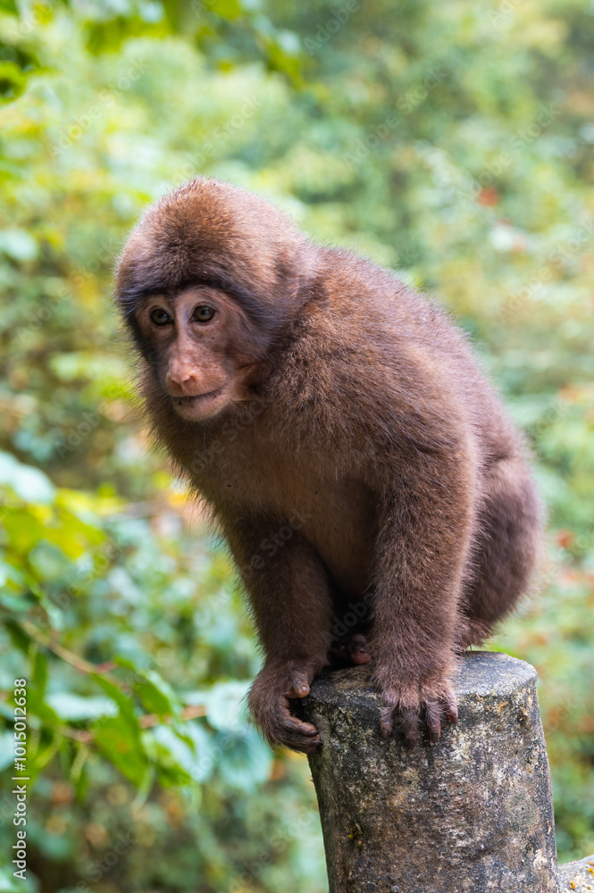 Fototapeta premium A sitting macaque in the forest