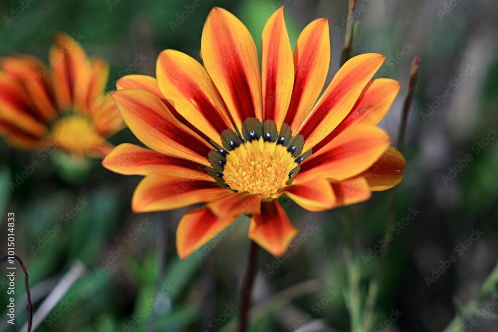 Marguerite Africaine Marguerite Africaine
