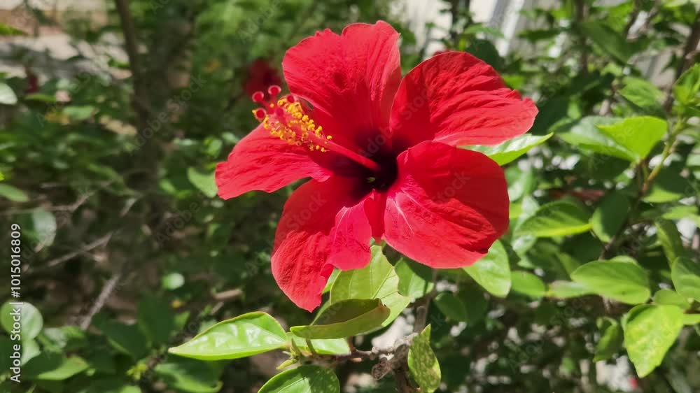 Red flower on a blooming branch of China rose (Hibiscus rose-sinensis) in autumn Red flower on a blooming branch of China rose (Hibiscus rose-sinensis) in autumn