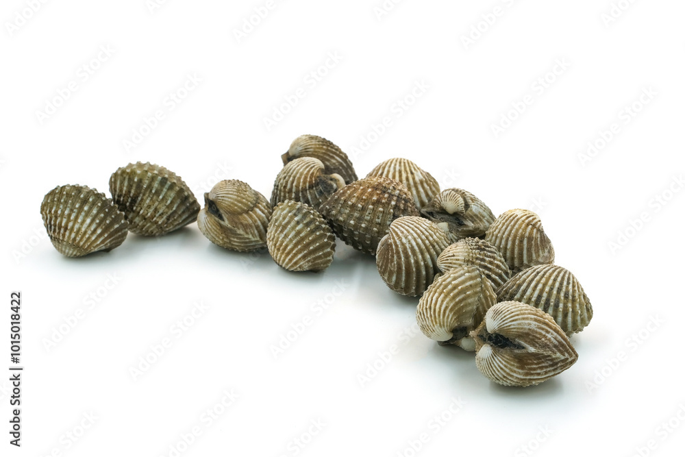 Fresh cockles on white background Fresh cockles on white background