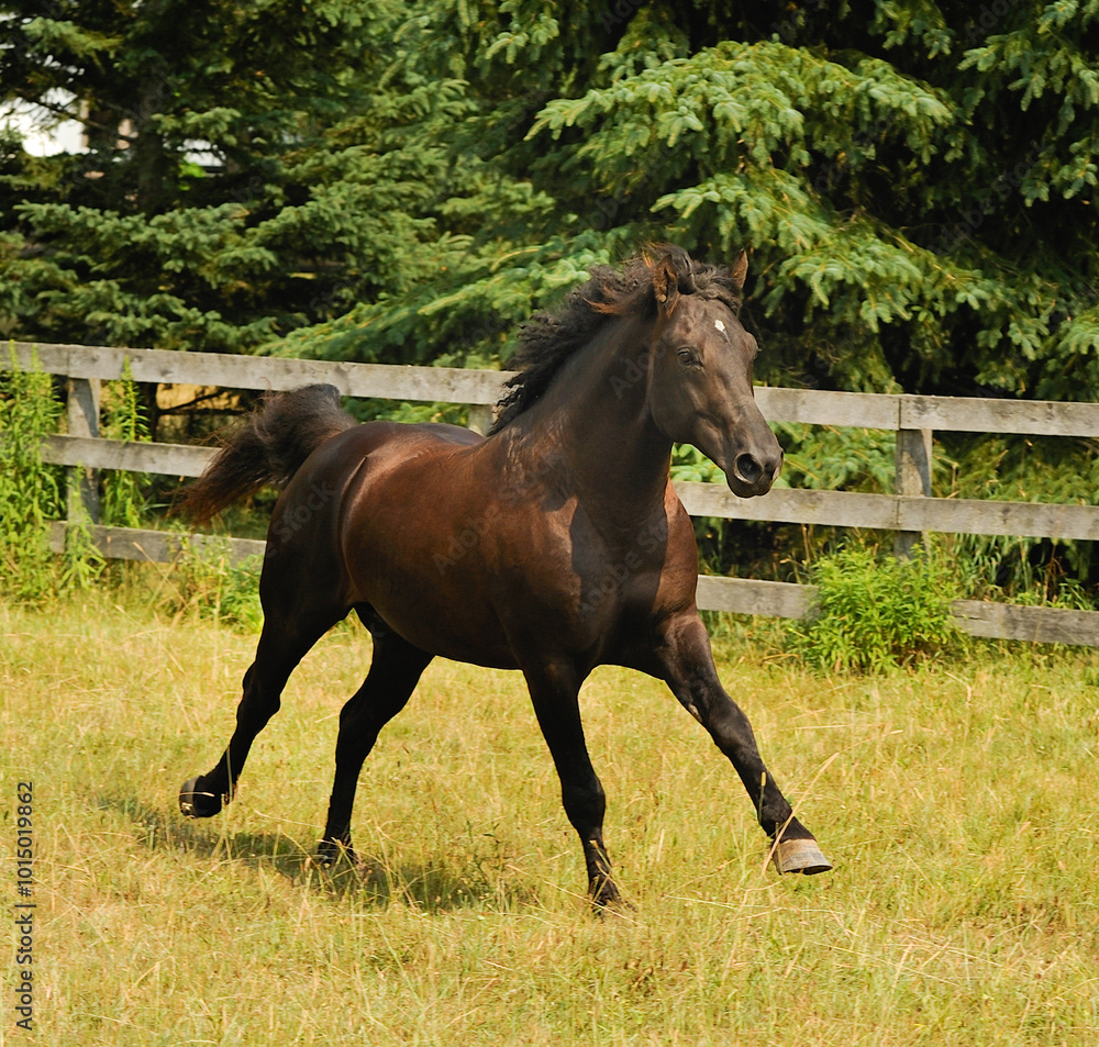 black Bashkir Curly Horse with black mane and tail white star on face cantering or galloping in paddock field of green grass with trees in background horse action wood fence in background black Bashkir Curly Horse with black mane and tail white star on face cantering or galloping in paddock field of green grass with trees in background horse action wood fence in background