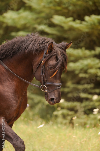 Portrait shot of purebred bashkir curly horse being ridden english with english leather bridle snaffle bit curly mane and forelock horse on the bit moving forward vertical equine image room for type