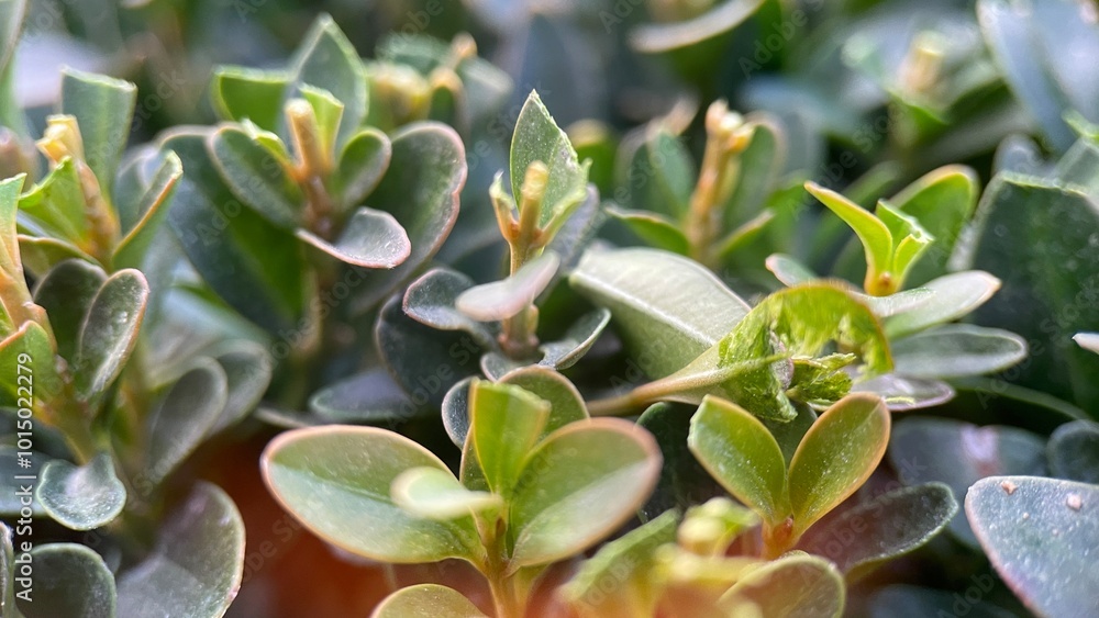 Close up of dwarf boxwood hedge, landscaping concept, place for text Close up of dwarf boxwood hedge, landscaping concept, place for text