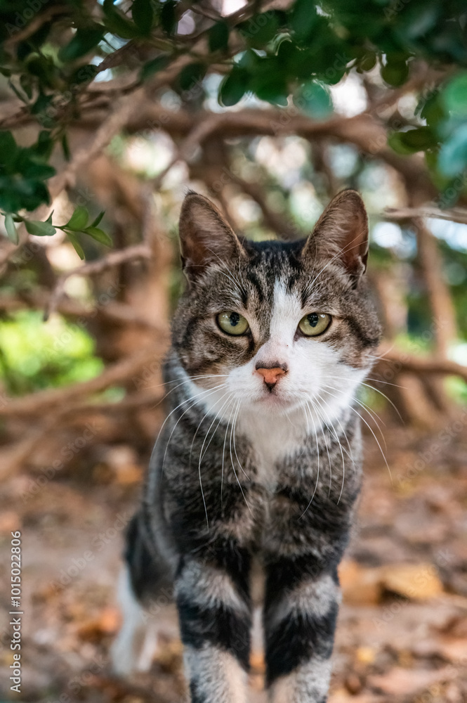 A tabby cat in the woods A tabby cat in the woods
