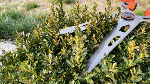 Fotografija Pruning of boxwood bush with garden shears, pruning of young leaves of the bush