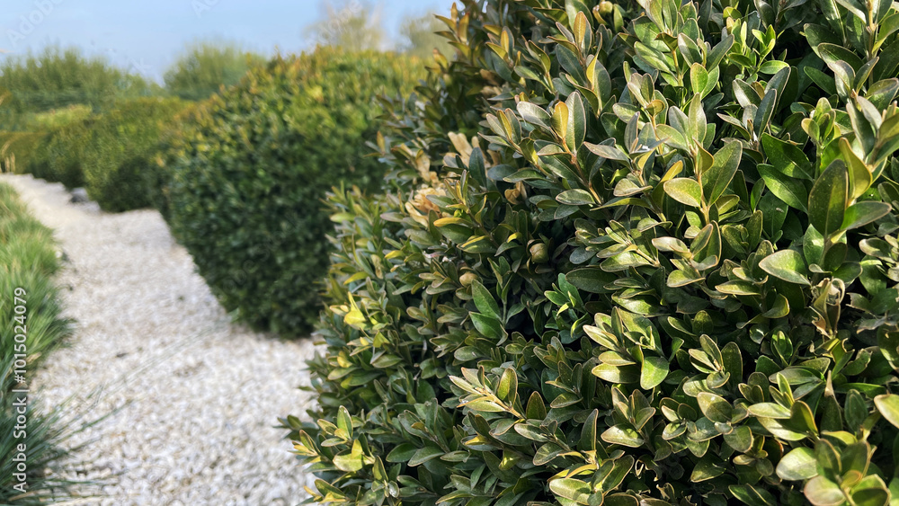 Close up of dwarf boxwood hedge, landscape design with decorative evergreen figured boxwood, landscaping concept, blurred background, place for text