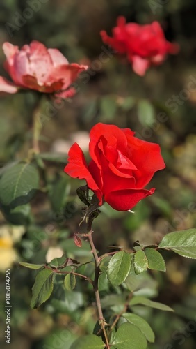 red rose in garden