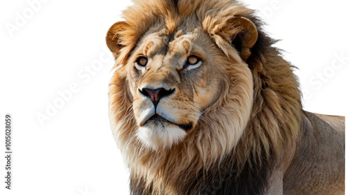 Portrait of a lion isolated on white background showing its mane and fierce expression