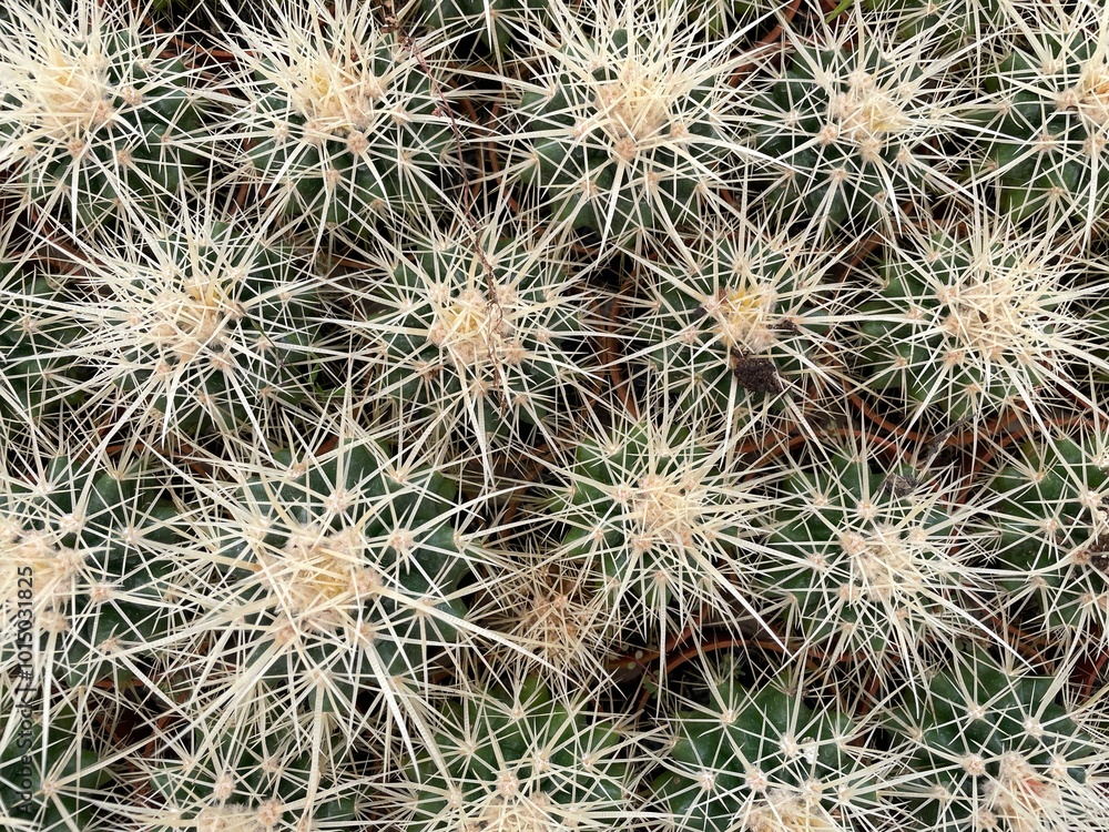group of small cactus desert planter with yellow spikes group of small cactus desert planter with yellow spikes