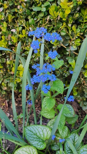 Small pale blue flowers. Bruner. Forget-me-not. Blooming field