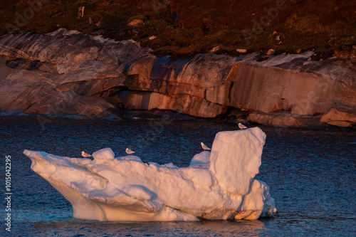 seagulls on iceberg at sunset