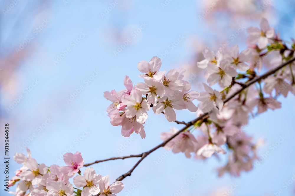Close up of cherry blossoms on the branches in spring Close up of cherry blossoms on the branches in spring