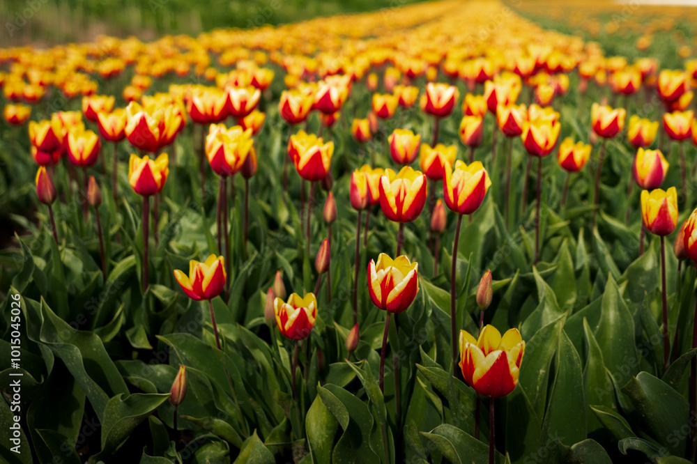 Tulip Route - Holland Tulip Route - Holland