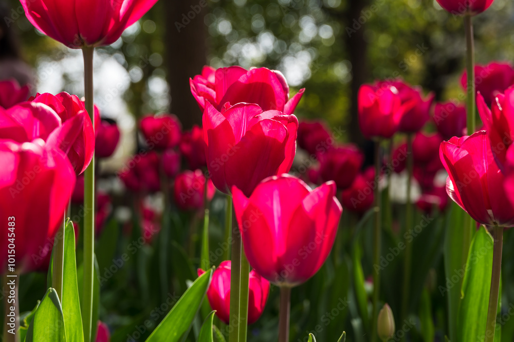 Fototapeta premium Red tulips blooming in the park in spring