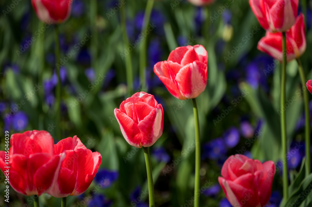 Red tulips blooming in the park in spring