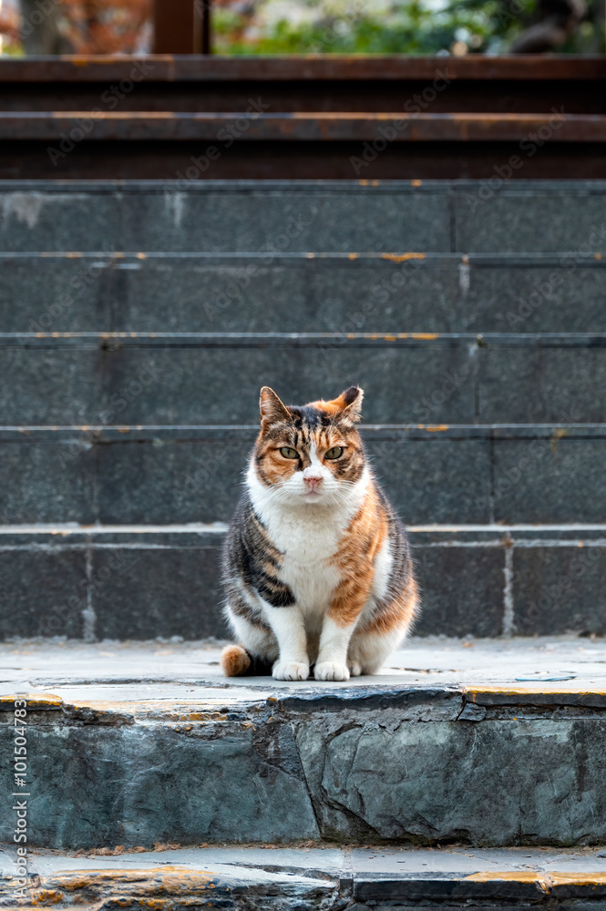 A calico cat sitting on a stone ladder A calico cat sitting on a stone ladder