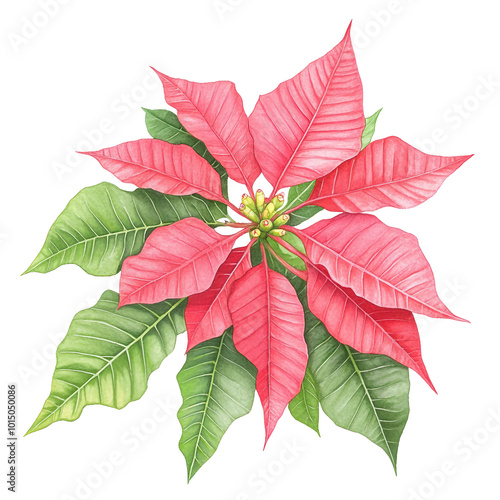 Vibrant Poinsettia Flower with Bright Red Leaves Perfect for Holiday Decorations
