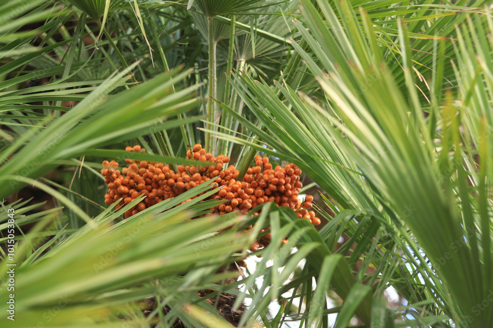 Fruiting dwarf fan palm. Close-up of fan palm on a sunny day. Tropical exotic tree, close-up. Palm branch with fruits close-up. Plant background. Chamaerops humilis