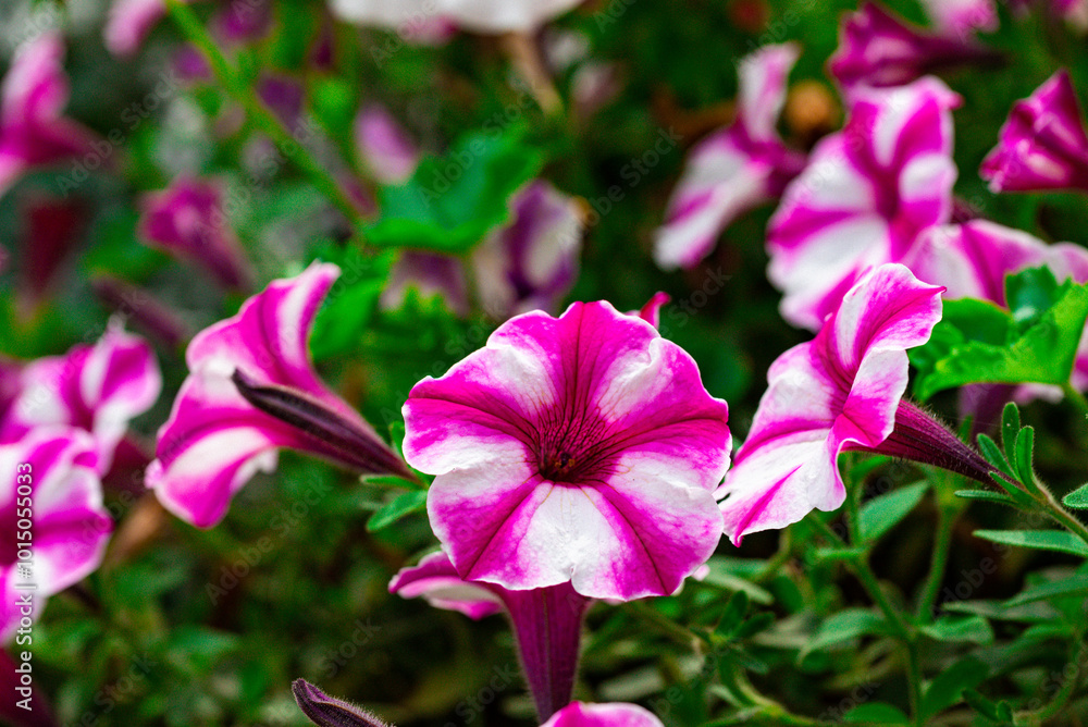 violet-white flowers petunias with green leaves violet-white flowers petunias with green leaves