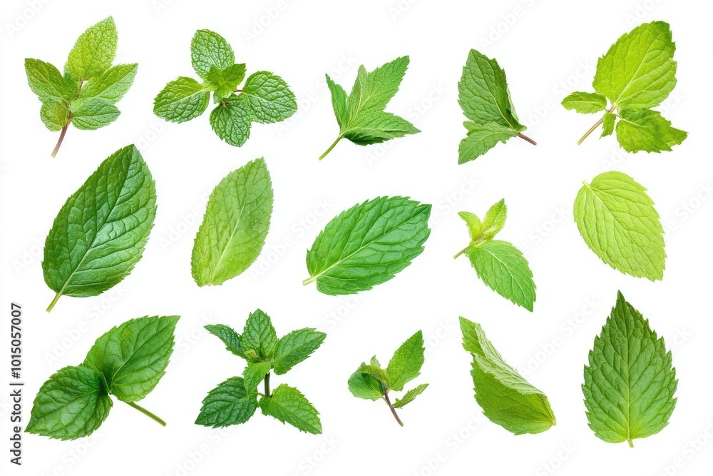 Assorted Mint Leaves for Fresh Aroma in Close-Up on White Background Assorted Mint Leaves for Fresh Aroma in Close-Up on White Background
