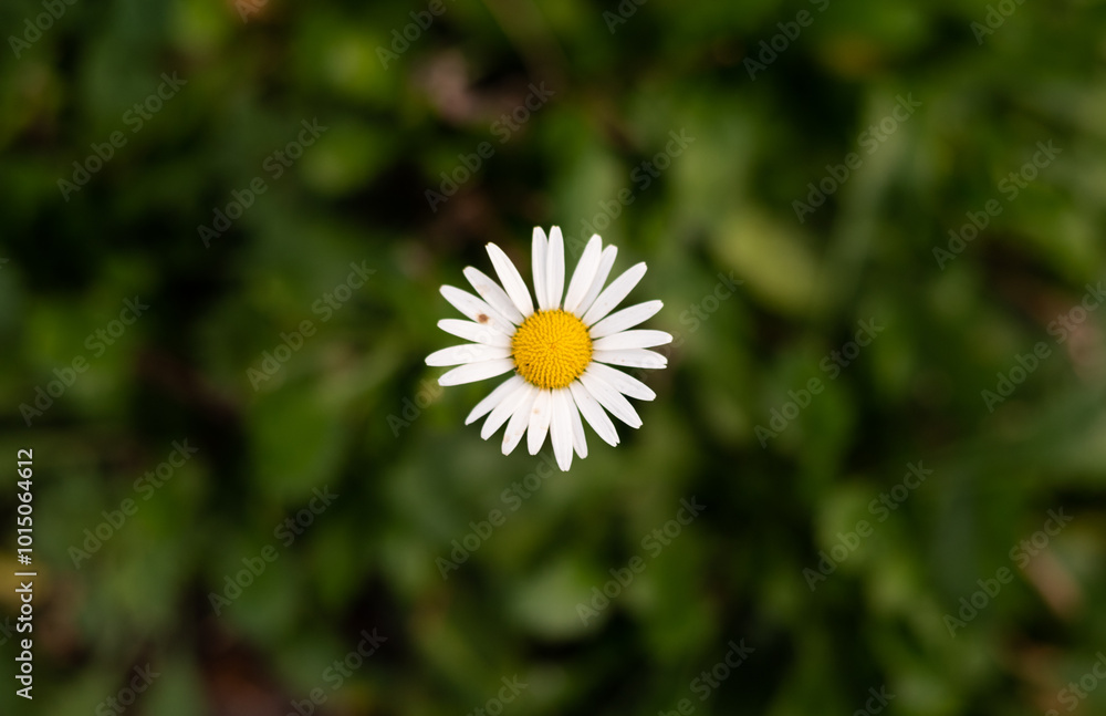 Beautiful white daisy on a green background close-up macro Beautiful white daisy on a green background close-up macro