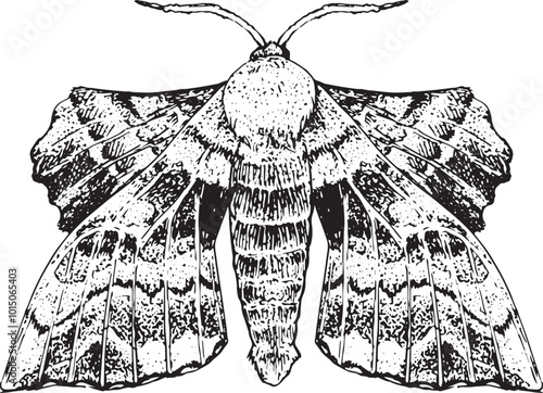 Moth - hand drawn vector insect illustration