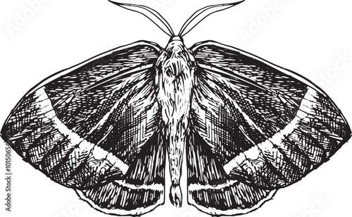 Moth - hand drawn vector insect illustration