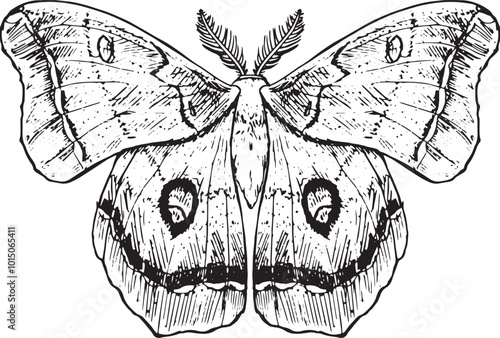 Moth - hand drawn vector insect illustration